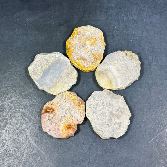 NATURAL Fossil Coral Gemstone Bead, 55x47mm Freeform Shape Bead Beautiful Natural Beige Yellow Gray Color Fossil Coral Beads, LOOSE Beads