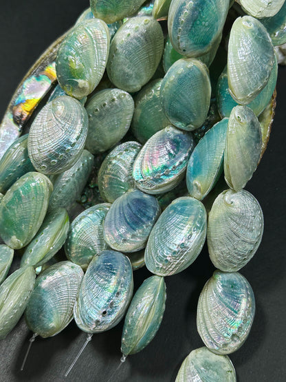 Natural Sea Shell Beads, Natural 38x26mm Sea Shell Shape Beads, Gorgeous Aqua Blue Color Sea Shell Beads, 9" Strand