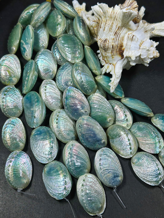 Natural Sea Shell Beads, Natural 38x26mm Sea Shell Shape Beads, Gorgeous Aqua Blue Color Sea Shell Beads, 9" Strand