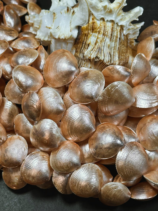 Natural Sea Shell Beads, Natural 23x20mm Sea Shell Shape Beads, Gorgeous Peach Orange Color Sea Shell Beads, 15.5" Strand