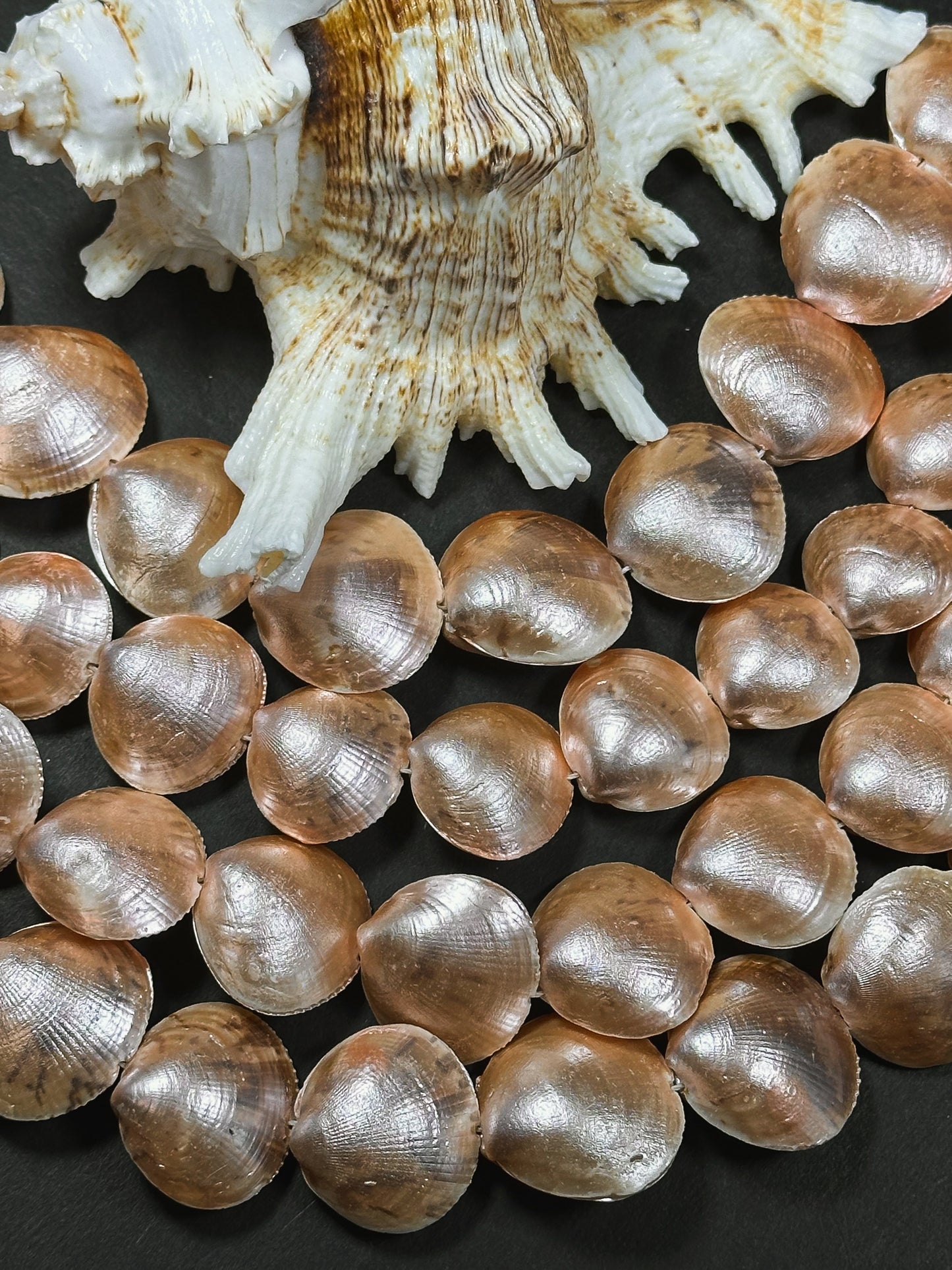 Natural Sea Shell Beads, Natural 23x20mm Sea Shell Shape Beads, Gorgeous Peach Orange Color Sea Shell Beads, 15.5" Strand