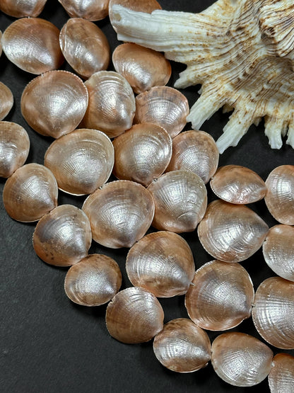 Natural Sea Shell Beads, Natural 23x20mm Sea Shell Shape Beads, Gorgeous Peach Orange Color Sea Shell Beads, 15.5" Strand