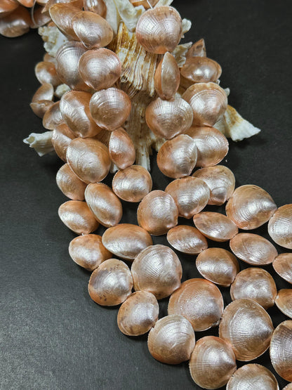 Natural Sea Shell Beads, Natural 23x20mm Sea Shell Shape Beads, Gorgeous Peach Orange Color Sea Shell Beads, 15.5" Strand