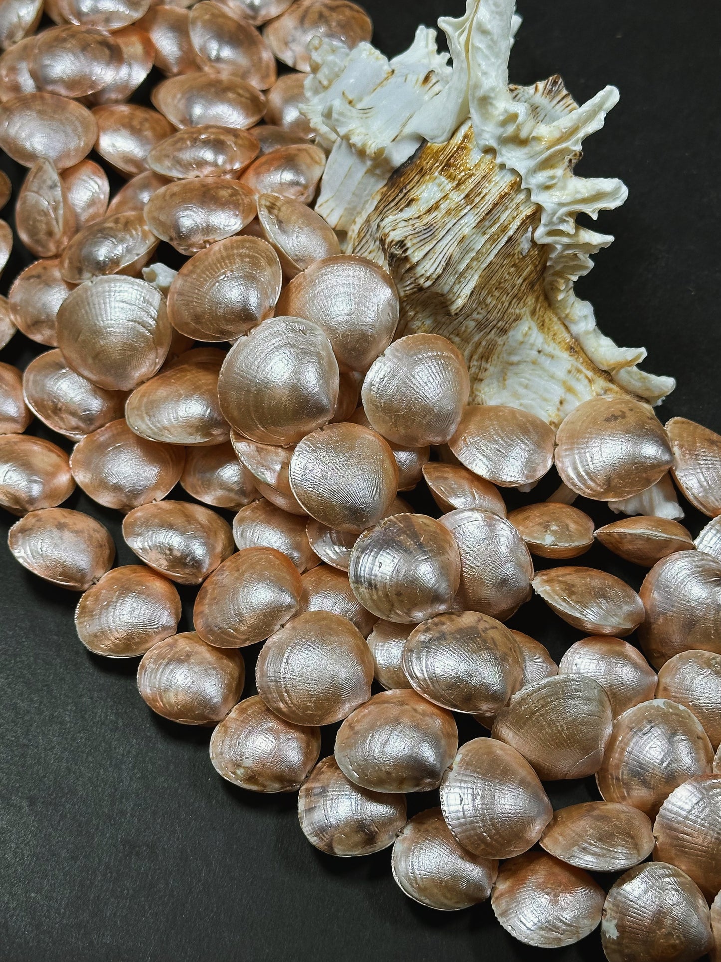 Natural Sea Shell Beads, Natural 23x20mm Sea Shell Shape Beads, Gorgeous Peach Orange Color Sea Shell Beads, 15.5" Strand